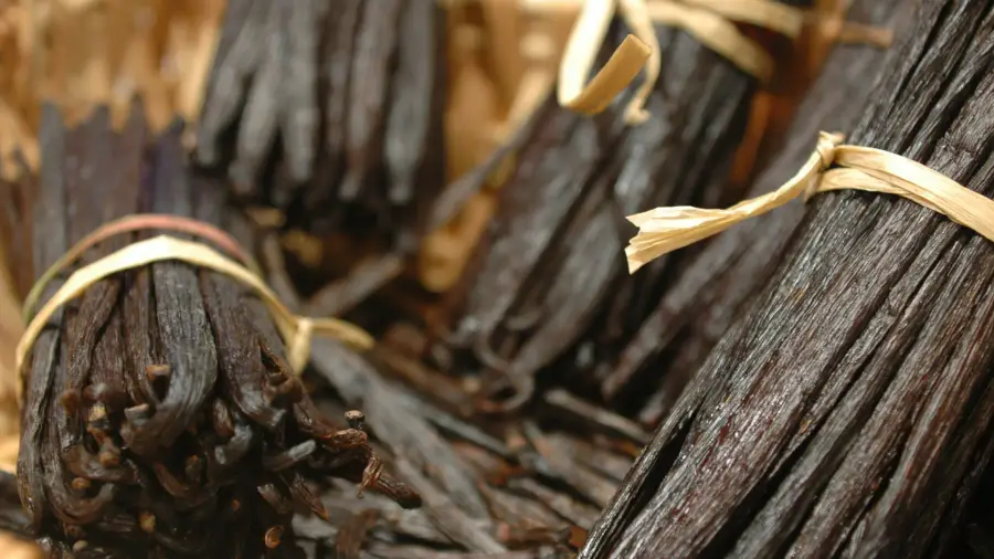 VANILLA PLANIFOLIA - Image 1